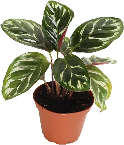 Miniatura 3 de Serpiente de cascabel Calathea -2.5'' de California Tropicals