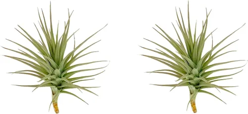 Miniatura 39 de ragnaroc Air Plants - Tillandsia Caput Medusae Floreciente, Grande 5-7" - 1ct - Llegada Viva Garantizada - Plantas de Casa para Decoración del Hogar