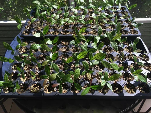 Miniatura 2 de Miracle Fruit /Planta de bayas Synsepalum dulcificum