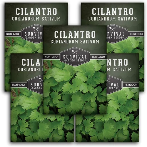 Semillas de cilantro para plantar | Hierba de cilantro sin OMG | Cultivo de jardín interior y exterior | Cosecha confiable de crecimiento rápido –