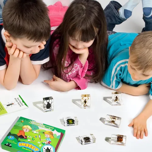 Miniatura 6 de Juego de 12 especímenes de insectos, taxidermia de insectos real en muestras de resina con lupa y tarjetas de información, insectos educativos