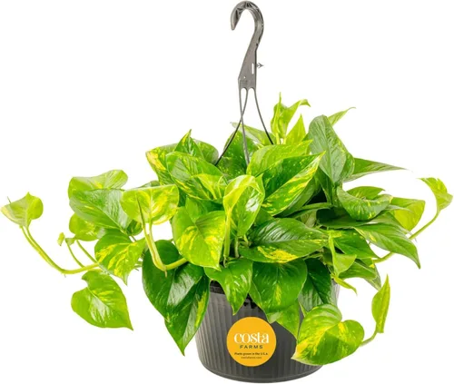 Miniatura 10 de Costa Farms - Planta de Potos