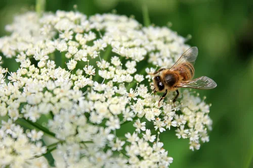 Miniatura 2 de Yarrow White 10,000 Seeds (Achillea millefolium) - Heirloom - Polinizadas abiertas - Semillas de flores nativas para plantar - Atrae polinizadores