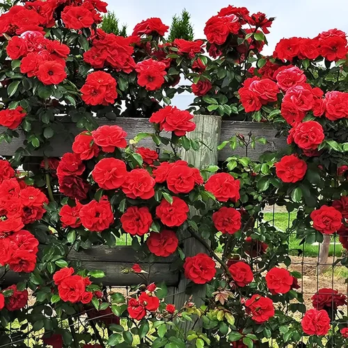 Miniatura 4 de 260 semillas de rosas trepadoras para plantar, ideales para jardineros de bricolaje, plantación de balcón y embellecimiento del hogar, flores
