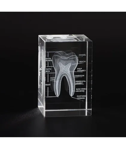 Miniatura 8 de Ultrassist Modelo 3D de Pulmón Humano de Cristal, Modelo Anatómico Grabado Láser para Decoración de Hogar y Oficina, Regalos para Neumólogos