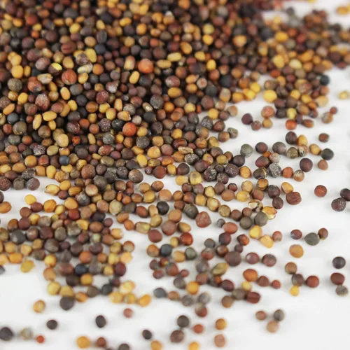 Miniatura 3 de Mezcla de ensalada picante orgánica Microgreens Semillas: paquete de 0.30 oz - Mezcla de semillas de micro verduras sin OMG: brócoli, col rizada