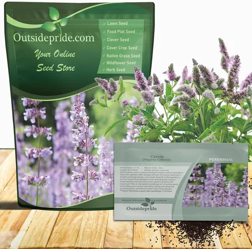 Outsidepride Nepeta Cataria Semillas de hierba gatera para plantar, 1/4 lb. Semillas de hierbas perennes, aptas para polinizadores, tolerantes a la