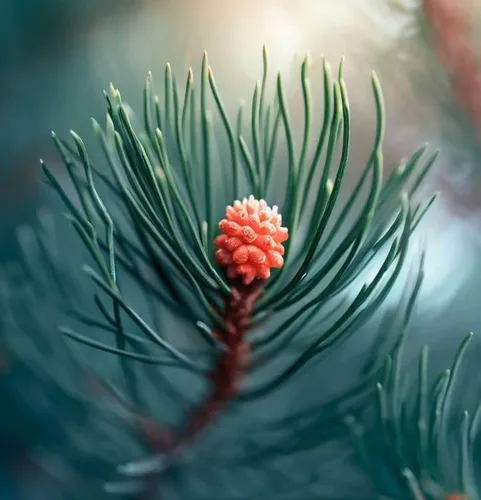 Miniatura 2 de Casuarina equisetifolia (Beach Sheoak, pino australiano) Semillas de árbol, valiosas para la construcción, leña y producción de carbón, semillas