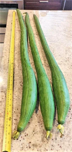 Miniatura 2 de TomorrowSeeds - Semillas de calabaza Luffa extra largas y lisas - Más de 20 unidades - para plantar 2025 esponja Aegyptiaca suave pepino egipcio