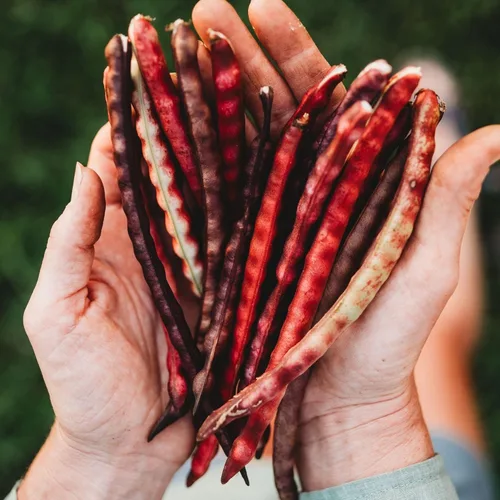 Miniatura 2 de Top Pick - Guisante marrón Crowder - 4 onzas a granel (~ 640 semillas) – Variedad de reliquia y polinizada abierta, cultivadas en Estados Unidos