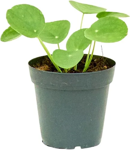 Miniatura 2 de Rooted Planta de dinero china, Pilea Peperomioides, viva, viva en interior, decoración del hogar, fácil de cultivar, fácil de cuidar, jardín al aire