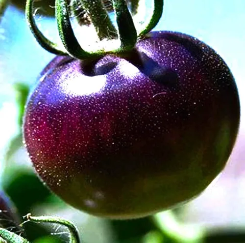 Miniatura 2 de Semillas de tomate morado raras 30+ semillas para plantar tomate indeterminado