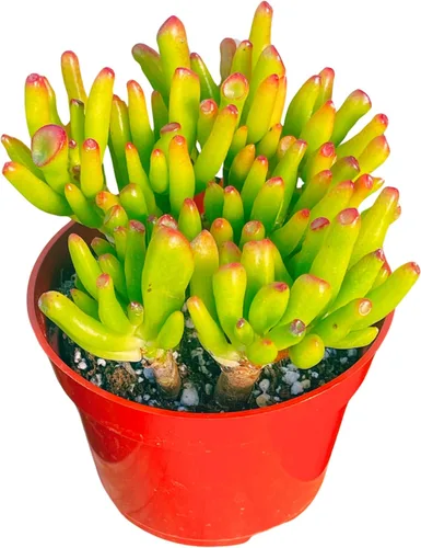 Planta de Jade de 4" Crassulla Gollum Jade Plantas Suculentas Vivas, Fácil de Cultivar Difícil de Matar Planta de Interior por The Succulent Cult