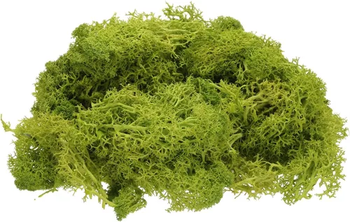 Miniatura 15 de uxcell Musgo de reno preservado, musgo falso de 4 onzas para manualidades, musgo seco artificial para decoración, manualidades, terrarios, plantas