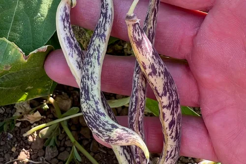 Miniatura 5 de Plant Good Seed Semillas orgánicas de frijol dragón para plantar: vegetales de arbusto de reliquia, vainas blancas y moradas - Paquete de 18 semillas