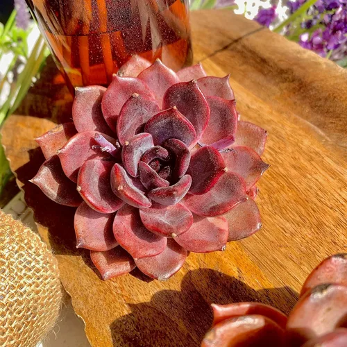 Miniatura 18 de Succulent Plants Live– Easy Care Bare Root Succulents for Indoor Outdoor Decor, Mini Live Plants for Home, Garden, Office, & Gift Ideas