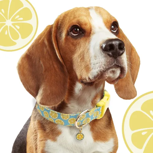 Miniatura 6 de Faygarsle Collar Lindo de Perro para Perras y Perros Machos, Collar Suave y Elegante para Mascotas con Diseño de Limón, Collar de Perro Amarillo