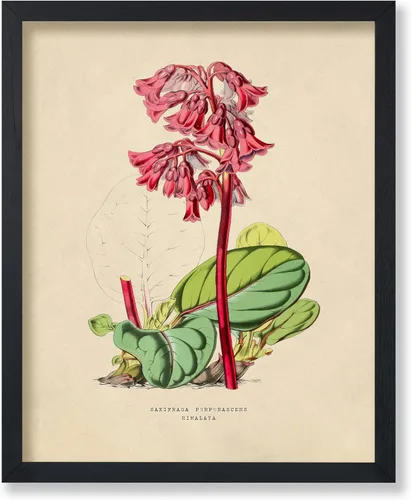 Miniatura 51 de Poster Master Póster Vintage de Plantas Cultivadas - Impresión Botánica Retro - Arte de Flores - Arte de Plantas - Regalo para Hombres y Mujeres