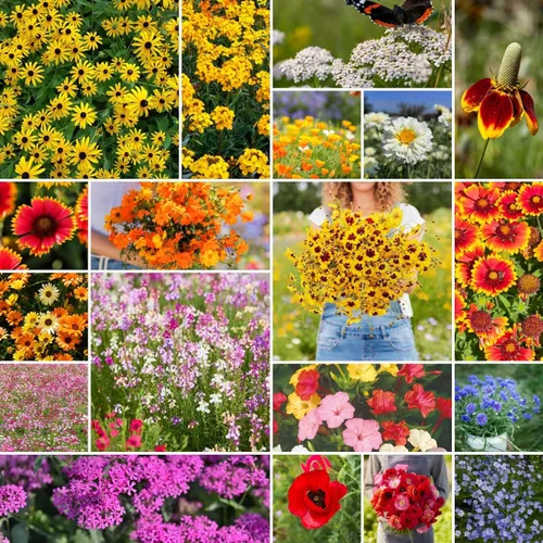 Eden Brothers Semillas mixtas de flores silvestres de área seca para plantar, 1 libra, más de 480,000 semillas con cosmos, margarita africana, lino