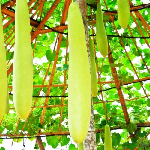 TomorrowSeeds - Semillas de calabaza de botella larga NAM Tao Ngam - Más de 10 unidades - para plantar 2025 India Hybrid Calabash Lauki Dudhi Melon