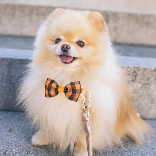 Miniatura 7 de Segarty Corbatines para perros, 40 piezas de collares con corbatín ajustables para mascotas pequeñas y medianas, corbatines cómodos para el cuello