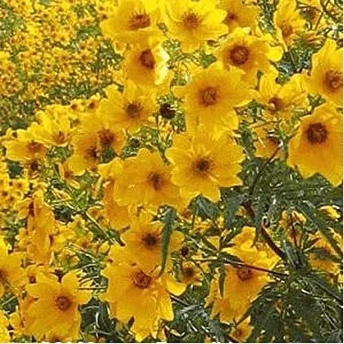 Miniatura 4 de Caléndula del pantano - Las flores brillantes de oro amarillo volverán a sembrar (25 - Semillas)
