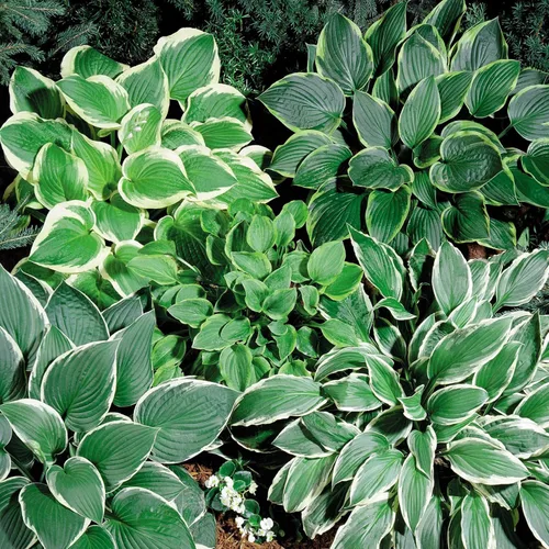 Miniatura 7 de Outsidepride Hosta American Seeds - 100 unidades. Perenne, fácil de cultivar y de bajo mantenimiento, semillas de flores para plantar follaje mixto