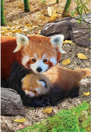 Miniatura 2 de EuroGraphics - Rompecabezas Pandas rojos