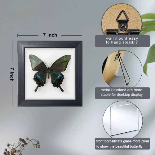 Miniatura 3 de ITrixgan Taxidermia enmarcada de mariposa real, espécimen de mariposa para clase de ciencias para amantes de los insectos, decoración gótica