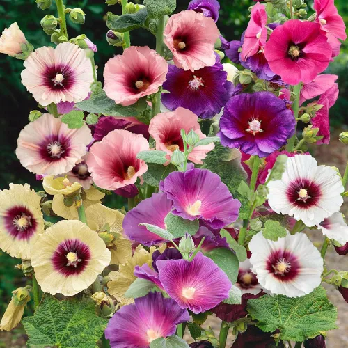 Miniatura 7 de Outsidepride Halo Hollyhock Seeds - 25 piezas de semillas de flores tolerantes a la sequía de larga duración con flores semiprecibles para jardines