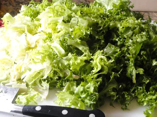 Miniatura 3 de TomorrowSeeds - Semillas de Endive de Ruffec rizadas verdes - Paquete de más de 500 unidades - para plantar semillas de jardín 2025 Frisee rizado