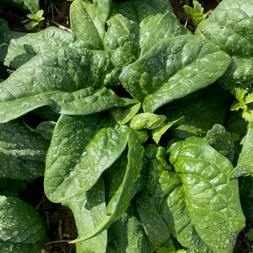 Miniatura 2 de Plant Good Seed Semillas orgánicas de equinoccio de espinaca, paquete de 300, semillas tradicionales para plantar verduras, suministros
