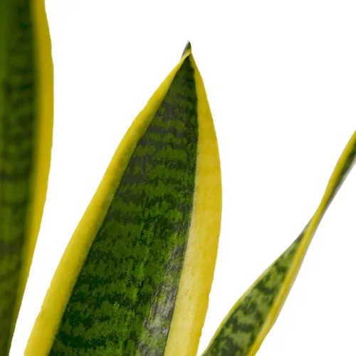 Miniatura 3 de Planta de serpiente Laurentii Sansevieria Trifasciata Planta viva para interior Diferentes plantas de interior en maceta de 4 y 6 pulgadas