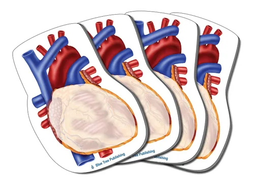 Miniatura 10 de Notas Adhesivas de Anatomía