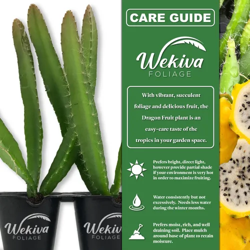 Miniatura 2 de Árbol frutal de dragón amarillo – 4 plantas de arranque vivo – Selenicereus Megalanthus – Planta de frutas tropicales comestibles de Florida