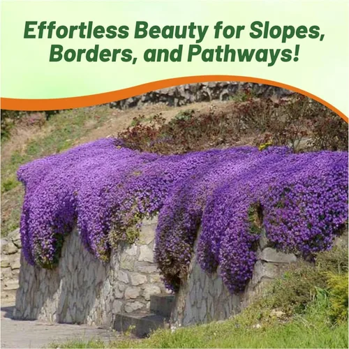 Miniatura 6 de Outsidepride Whitewell Gem Violet Aubrieta - 5000 semillas de flores perennes, fáciles de cultivar, bajo mantenimiento, cascada y bajo crecimiento