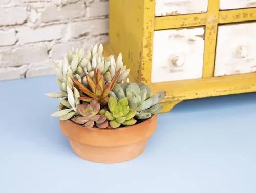 Miniatura 8 de Plants for Pets - Surtido de suculentas vivas en maceta de arcilla, jardinera para suculentas de jardín, regalos únicos de jardinería para amantes
