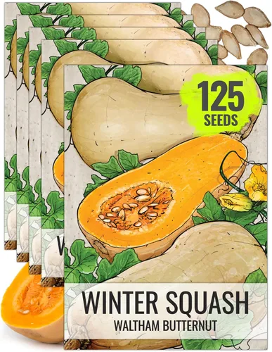 Miniatura 29 de Seed Needs Semillas de calabacín para plantar calabaza de verano Black Beauty, sin OMG, reliquia y sin tratar, rendimientos prolíficos de deliciosos