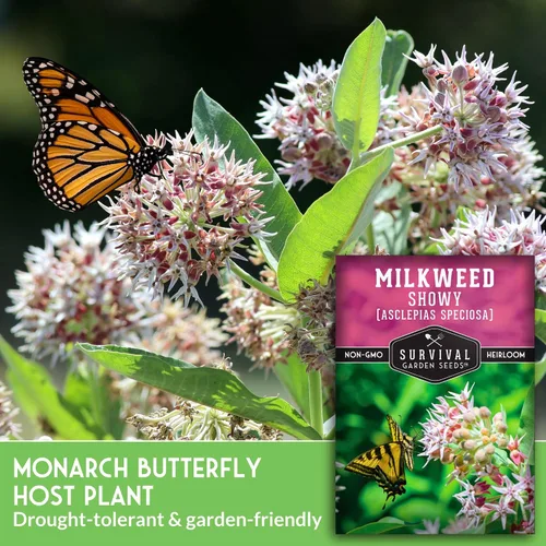 Miniatura 3 de Semillas de Algodoncillo Vistoso para Plantar - Asclepias Speciosa - Huésped de Mariposa Monarca - Planta Nativa Tolerante a la Sequía y Flor