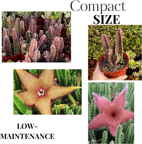Miniatura 3 de Juego de 2 plantas raras de cactus de estrella de mar vivas en maceta de 2 pulgadas, cactus pequeños suculentos bien arraigados de 4 a 8 pulgadas