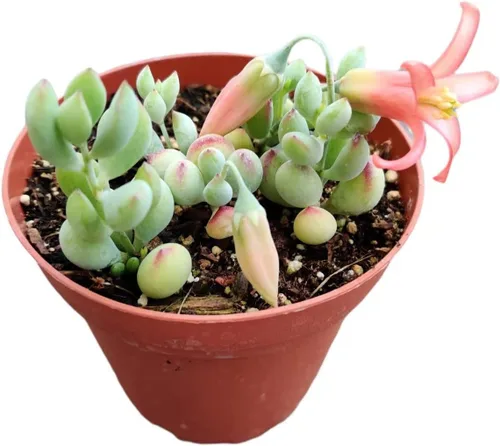 Miniatura 7 de Plantas de cactus suculentas vivas de USKC (cadena de reloj abigarrada Crassula Muscosa de 2 pulgadas)