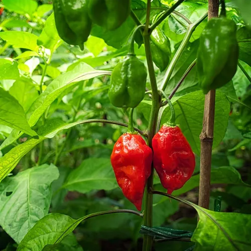 Miniatura 2 de Semillas de pimiento fantasma para plantar – Bhut Jolokia – 10 semillas sin OMG, semillas de reliquia – Variedad de pimientos picantes para jardín