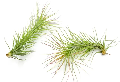 ragnaroc Plantas de aire - Tillandsia Funckiana, grande de 5 pulgadas - 2 unidades - Llegada en vivo garantizada - Plantas de interior para
