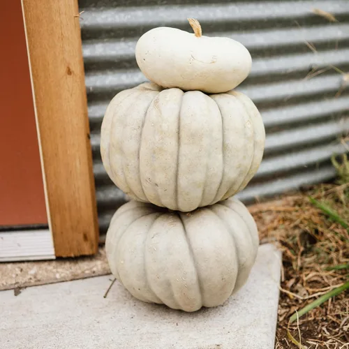 Miniatura 4 de Jarrahdale - Calabaza de invierno de calabaza azul, 25 semillas, variedad tradicional y polinizada abierta, semillas de vegetales sin OMG fáciles