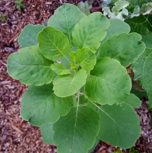 Miniatura 2 de 10 Semillas de Papalo (Porophyllum Ruderale) Papaloquelita, Cilantro Boliviano. Hierba orgánica