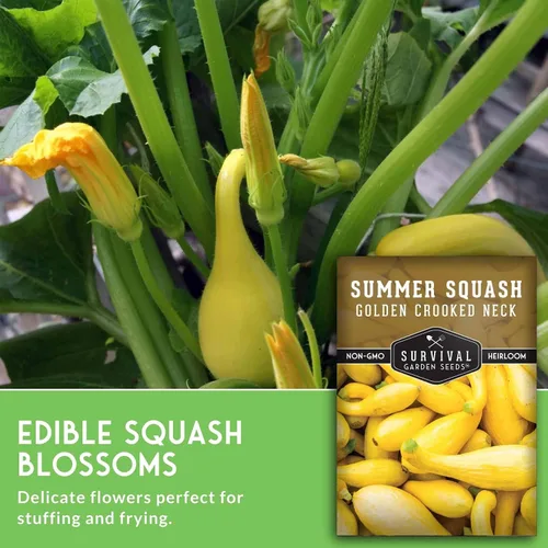 Miniatura 5 de Crookneck - Semillas de calabaza para plantar – Variedad de verano sin OMG – Vegetal de crecimiento rápido de alto rendimiento – Semillas de jardín