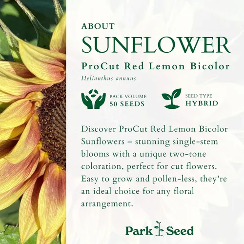 Miniatura 2 de Park Seed ProCut Semillas de girasol bicolor rojo y limón – Pétalos rojos llamativos con puntas de limón, variedad de primavera fácil de cultivar