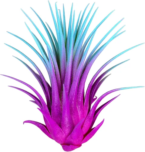 Miniatura 8 de Planta de aire Tillandsia Ionantha de Guatemala, planta de aire viva Tillandsia de Guatemala, llegada saludable garantizada, excelente planta de Azul