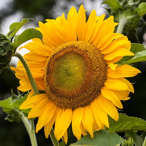 Miniatura 2 de Seed Needs Semillas de girasol para plantar a rayas grises de mamut, bolsa grande resellable de 2 onzas, semillas de reliquia Helianthus annuus sin