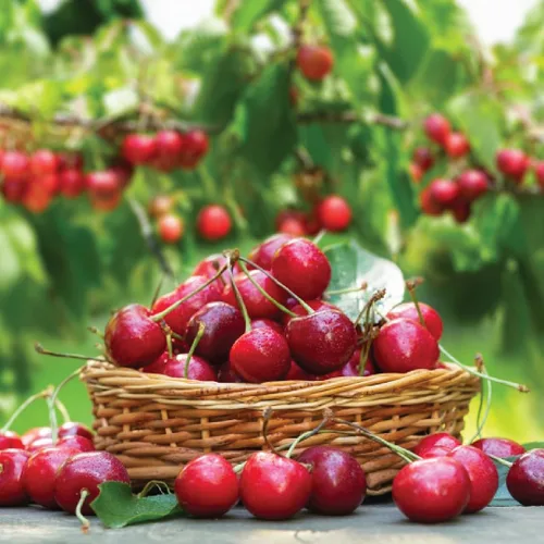 Miniatura 8 de Germack® Mezcla de frutos secos de cereza – anacardos, arándanos secos, cerezas secas Michigan, almendras y nueces pecanas – Sin tostar y sin sal